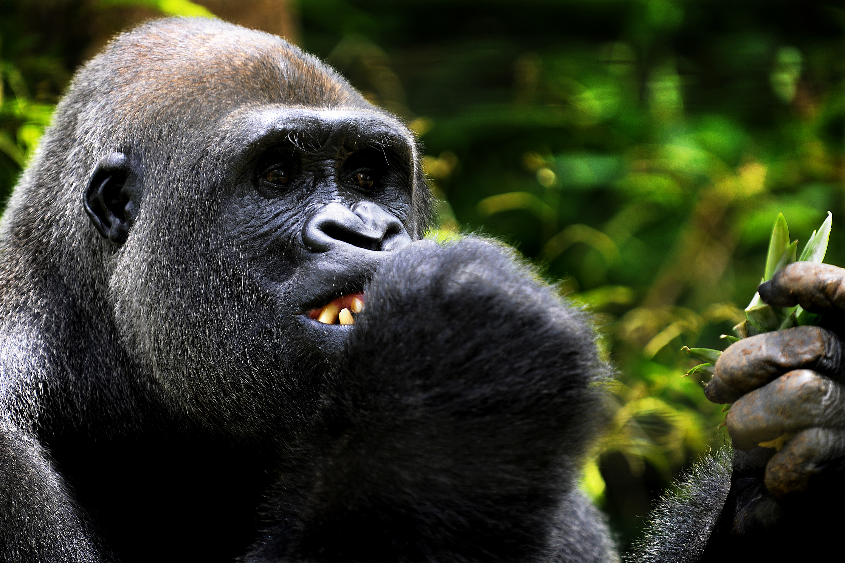 Faune et Flore du Cameroun